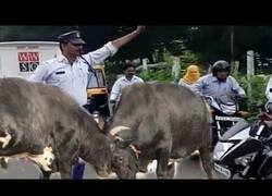 Enlace a ¿Qué haces cuando te encuentras esto en medio de la carretera?