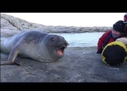 Enlace a Haciendo amigos