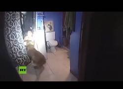 Enlace a Un perro policía saca a la fuerza de la bañera a un sospechoso