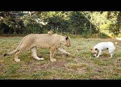 Enlace a Leon y cachorro, mejores amigos
