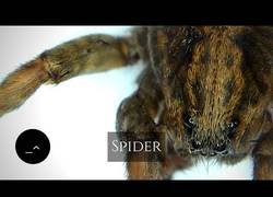 Enlace a Arañas y otros insectos vistos en un microscopio digital