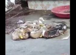 Enlace a Este pato es un cachondeo