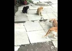 Enlace a 1 cobra 4 gatos