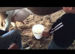 Enlace a La mejor reacción de un niño a ordeñar una vaca [ENG]