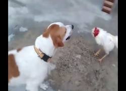 Enlace a Como te cruce un pollo ya la has liado, seas quien seas