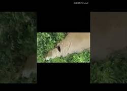 Enlace a El pato más listo, y el peor vídeo en vertical