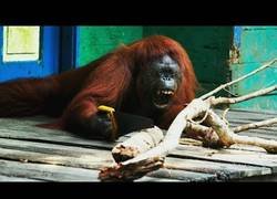 Enlace a El hobby de este orangután es serrar ramas