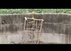 Enlace a Salvando a un leopardo de morir ahogado