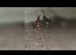 Enlace a El pollo que se creía pato