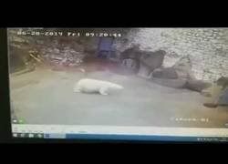Enlace a Una mujer consigue parar a un oso polar a escobazos