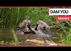 Enlace a La pelea más tierna entre dos castores