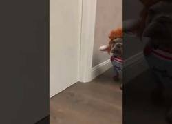 Enlace a Creo que otra raza no haría el mismo efecto