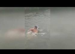 Enlace a Se tira al canal para salvar a un bebé ciervo