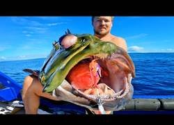 Enlace a Paseo acompañado de delfines y estas piezas