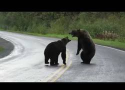 Enlace a Dos osos muy gallitos