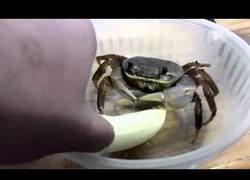 Enlace a Un cangrejo ¿comiendo un platano?