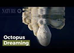 Enlace a Un pulpo cambia de color mientras duerme