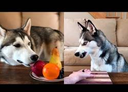 Enlace a Dos huskies, un macho y una hembra, y mogollón de fruta