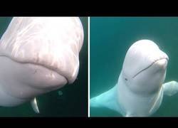 Enlace a Una beluga tira la gopro de su nuevo amigo humano y va a buscarla al fondo