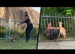 Enlace a La atleta Chloe Dorsey salva a un cervatillo DOS VECES