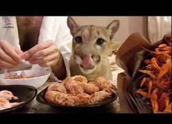 Enlace a Me pareció ver un lindo gatito que come mejor que yo