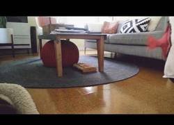 Enlace a Cuando estás hasta los cocos de tu humano