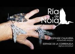 Enlace a Estas son las mariposas mas grandes de España