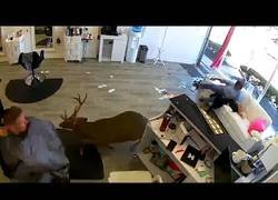 Enlace a Cuando el vecino te dice que ha visto a tu novia liándose con otro en la peluquería