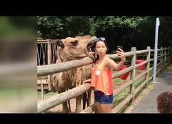 Enlace a Un camello casi se merienda a una pobre chica que solo quería un selfie