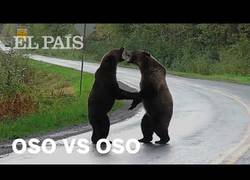 Enlace a Dos osos pelean en mitad de una carretera