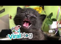 Enlace a Los primeros maullidos de una cría de gato