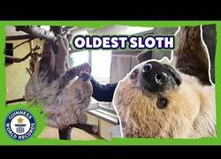 Enlace a El oso perezoso más viejo del mundo