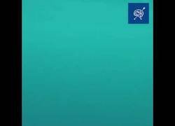 Enlace a ¿Los animales pueden drogarse? Estos delfines van mordiendo un pez globo (altamente tóxico), mientras actúan de forma eufórica