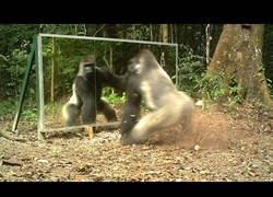 Enlace a Esto sucede cuando un gorila plateado ve su reflejo en un espejo