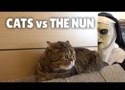 Enlace a Dando sustos de muerte a gatos por Halloween