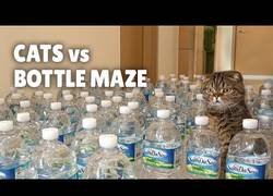Enlace a Gatos enfrentándose a un laberinto de botellas de agua