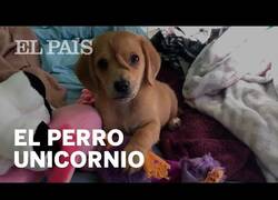 Enlace a Un perro nace con una segunda cola en la frente