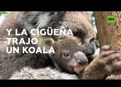 Enlace a Nace una cría de koala en el zoo de Melbourne por primera vez en 8 años