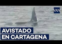 Enlace a Encuentran dos orcas en las playas de Cartagena