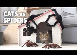 Enlace a La reacción de estos gatos al ser sorprendidos por arañas