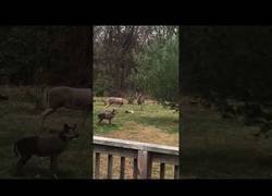 Enlace a Un ciervo se confunde con un falso antílope y todo acaba de forma inesperada