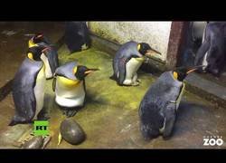 Enlace a Dos pingüinos macho roban la cría de otra pareja de pingüinos