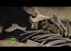 Enlace a Aparecen en Rusia los restos de un mamut