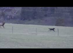 Enlace a Una vaca persigue a un lobo para aullentarlo del corral