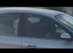 Enlace a Un perro conduce en círculos y marcha atrás durante una hora