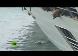 Enlace a Vuelca un barco que transportaba cerca de 15.000 ovejas