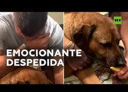 Enlace a Tim Tebow, jugador de fútbol americano en los New York Mets llora mientras da de comer a su perro por última vez