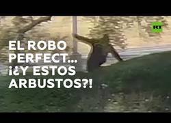 Enlace a Un ladrón se da a la fuga y casi es atrapado por unos arbustos