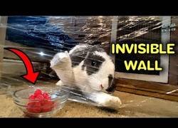 Enlace a Un conejo intentando superar una pared invisible