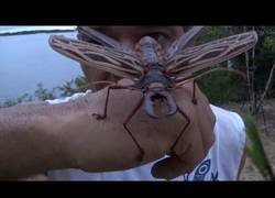 Enlace a Frank Cuesta nos muestra algunos de los animales más extraños con los que se ha encontrado